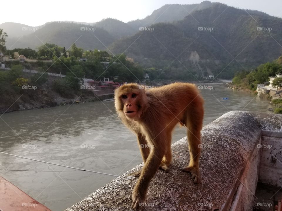 monkey walking with river in background