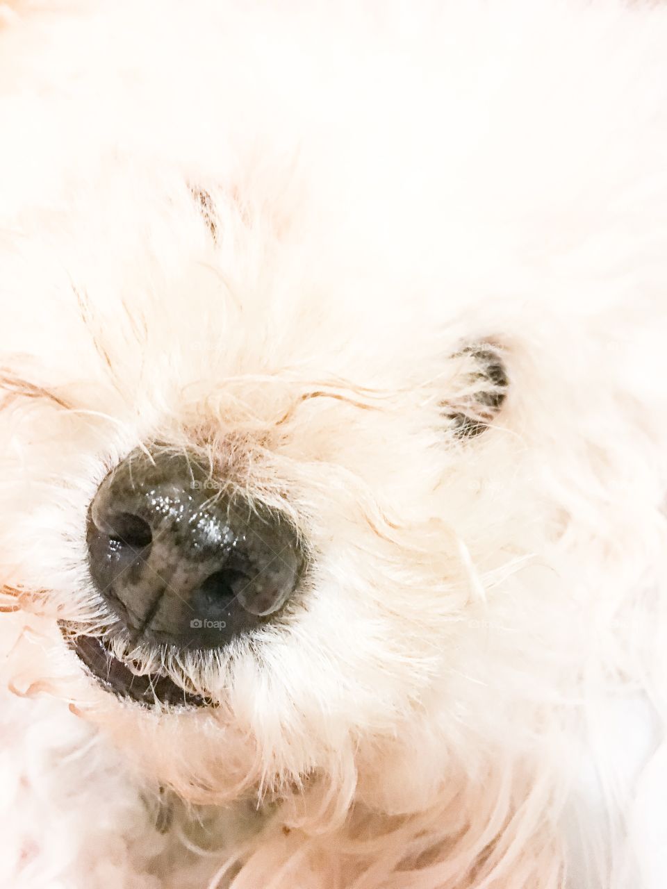 Picasso macro photography