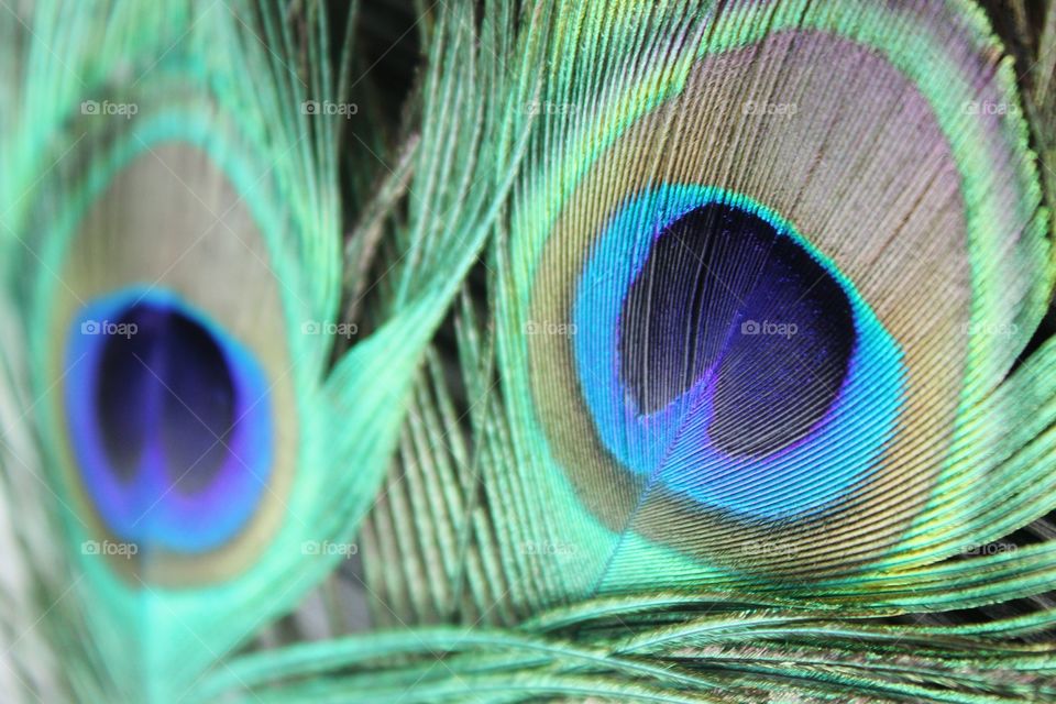 Peacock feathers