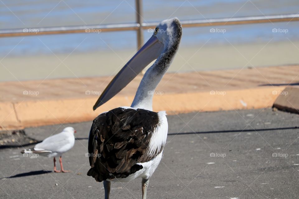 Full body rear view image large pelican on land by ocean seagulls in background 