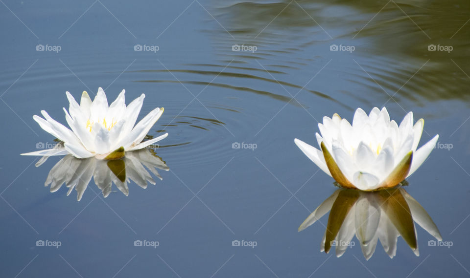 Lotus, Pool, Flower, Lily, Meditation