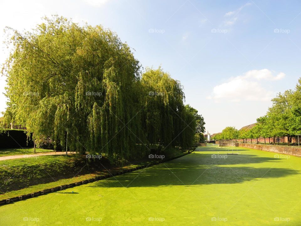 Green nature