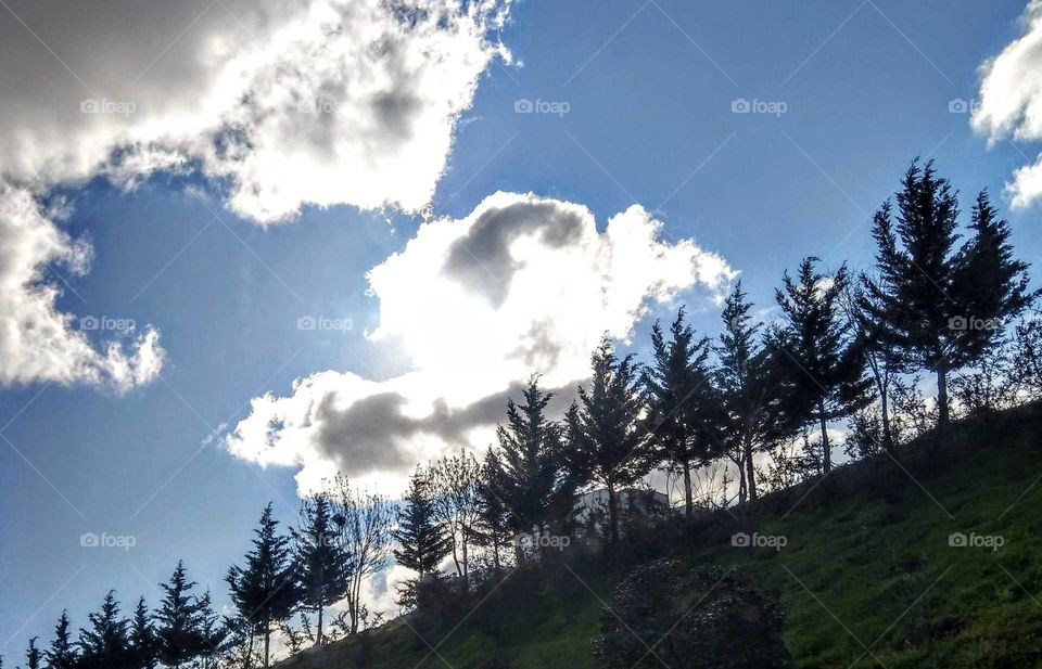 Under strong sunlight, the road trees are backlit in the sunny weather, but neat tree line and oblique hillside road looks beautiful.