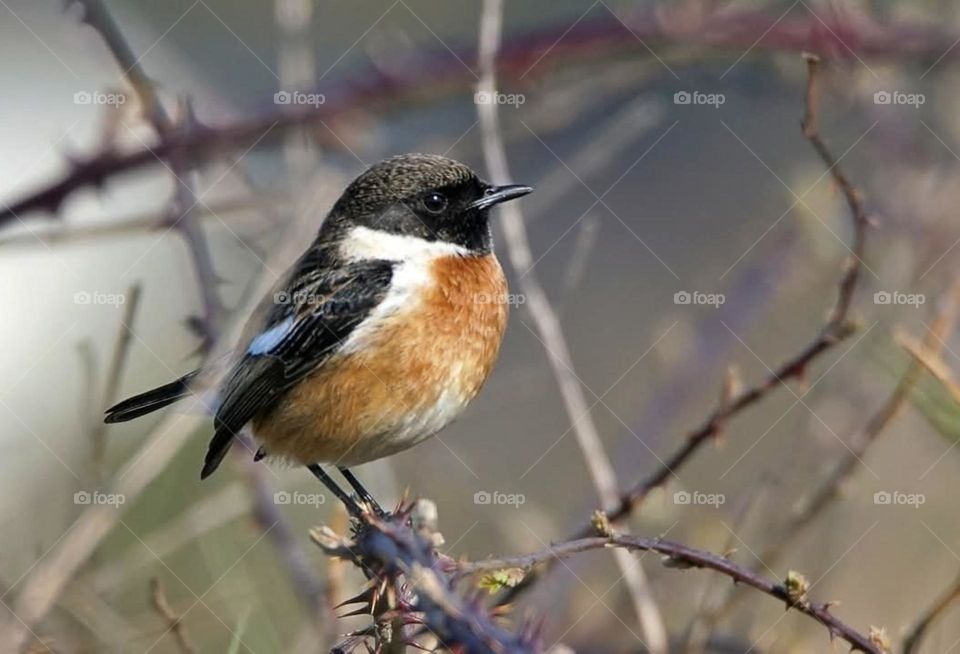 Close up on a Sparrow perched on a branch in Suscinio