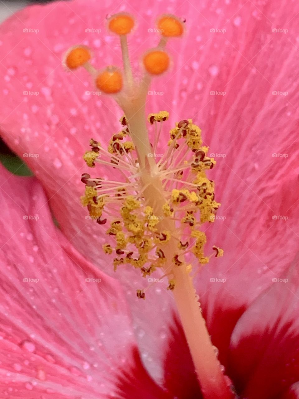 Hibiscus 