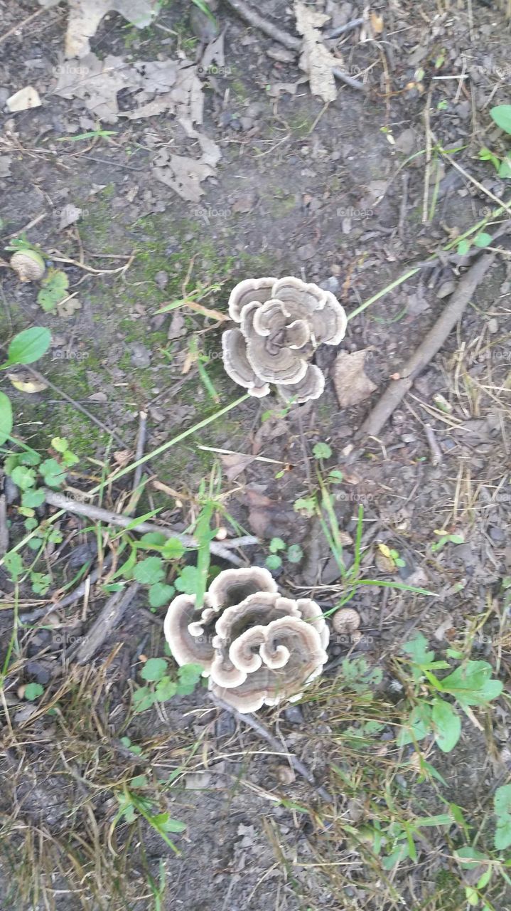 mushrooms