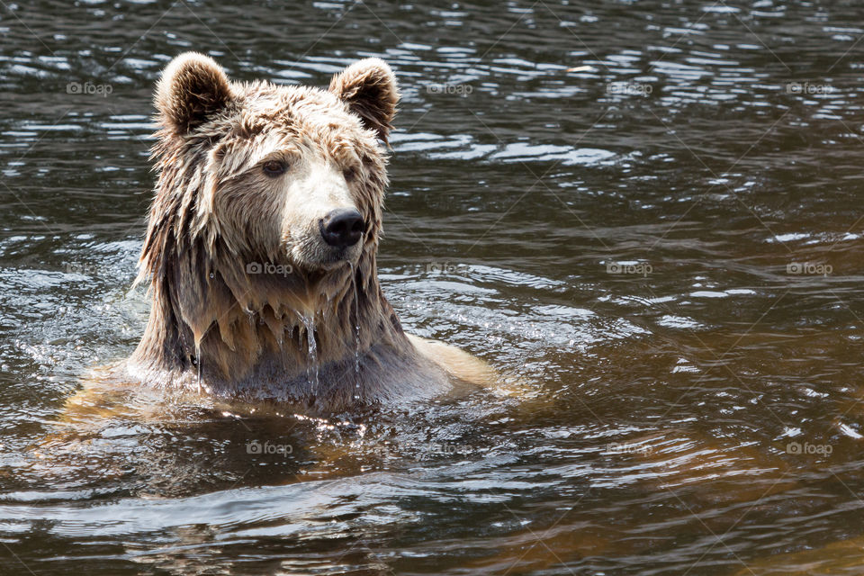 Brown beer taking a bath 