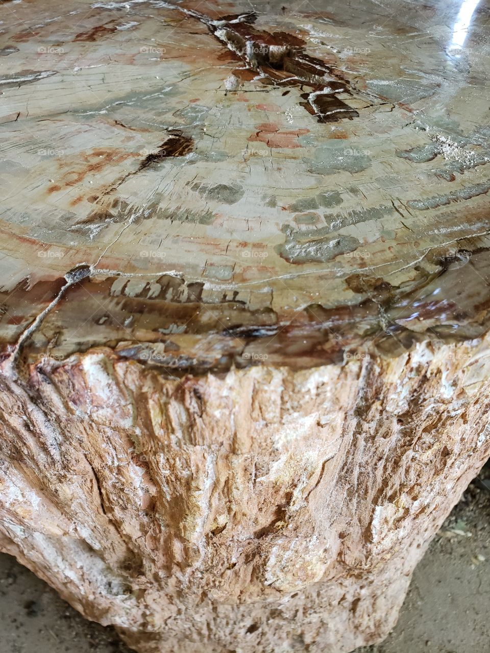 petrified wood