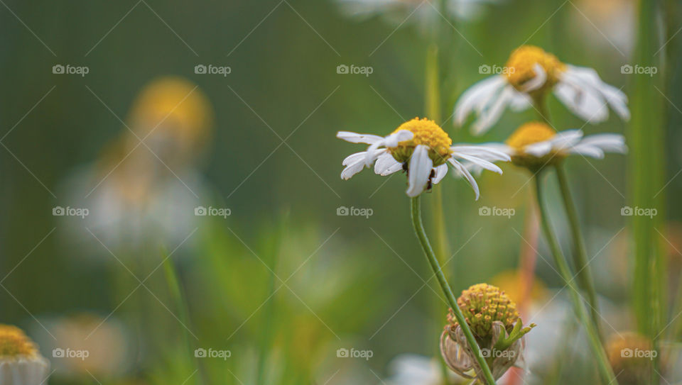 chamomile