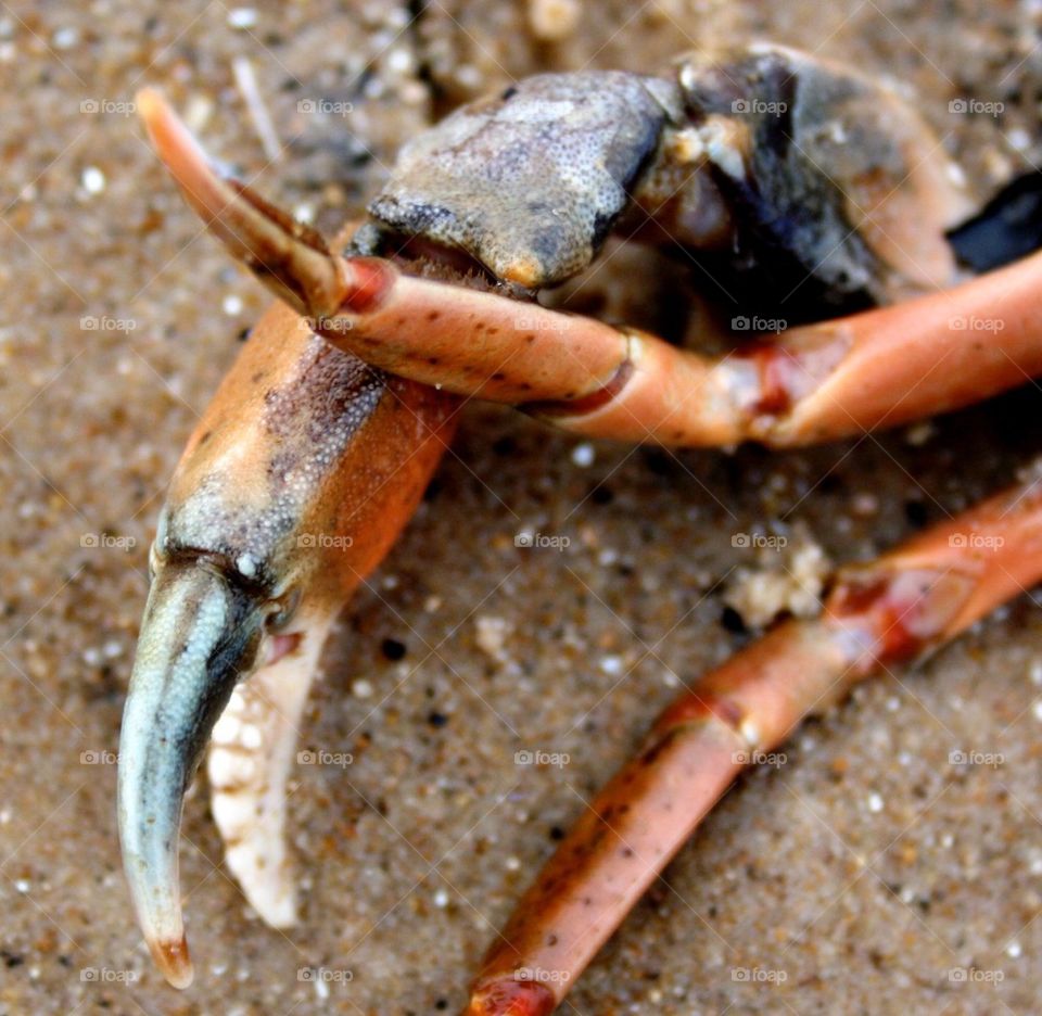 Crab claws on the beach