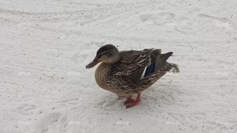 duck