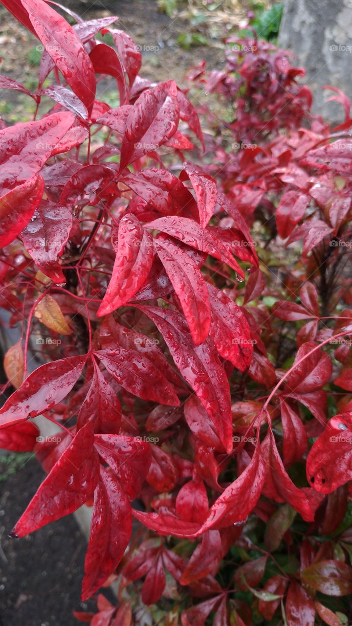 Leaf, Nature, Fall, Flora, No Person