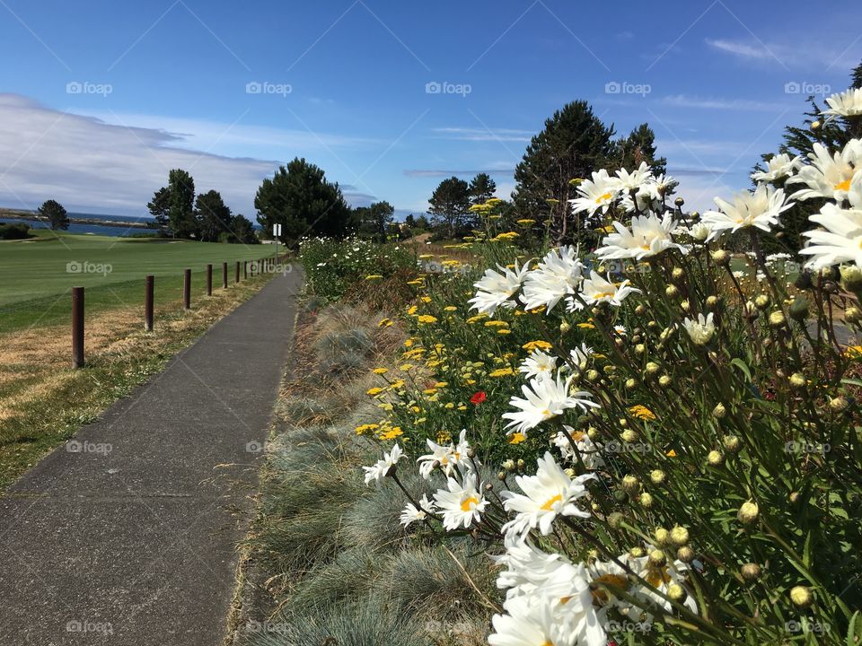 Flower path on the golf side of South Victoria 