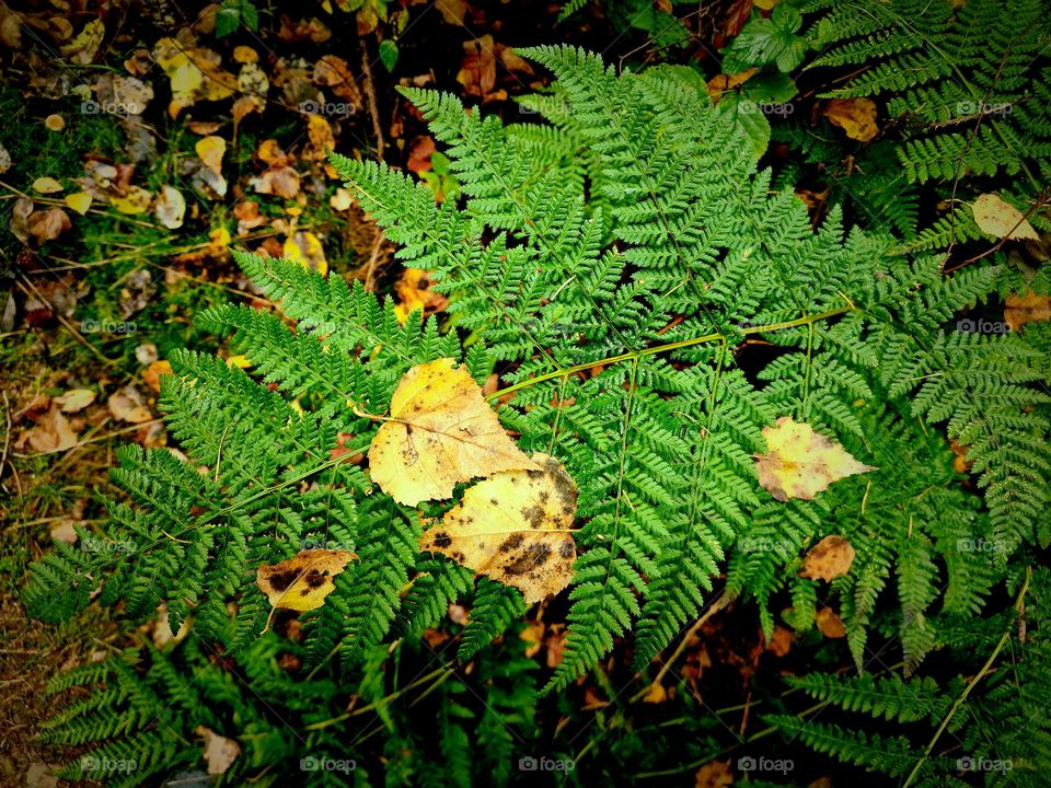 fallen leaves on forest fern