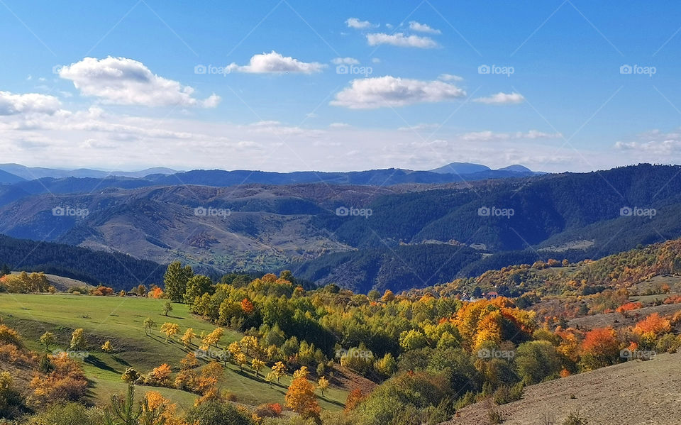 Autumn in the forest