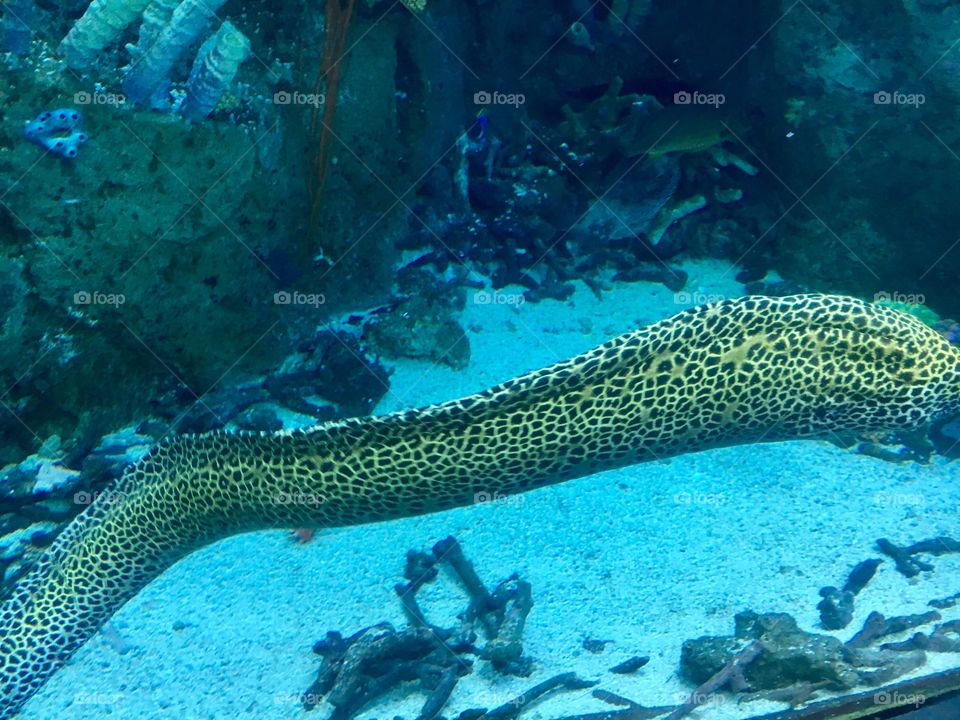 The Aquarium of the Pacific