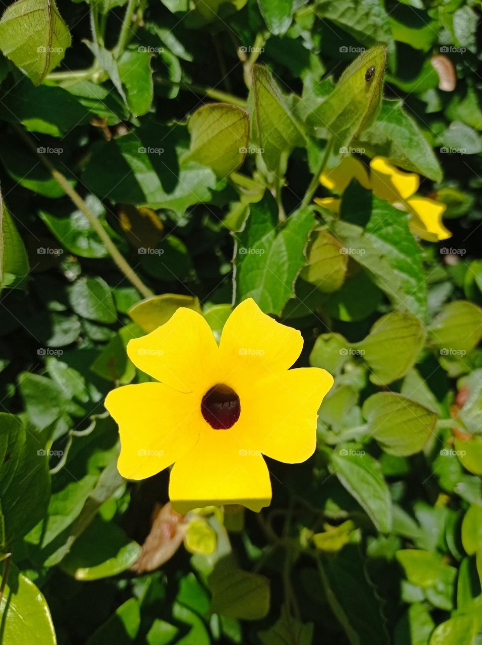 black-eyed Susan flower