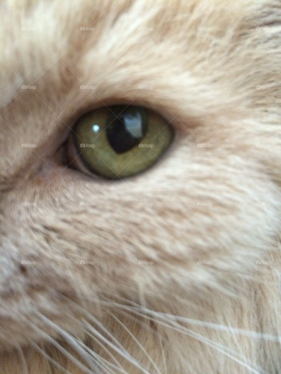 Lily eye