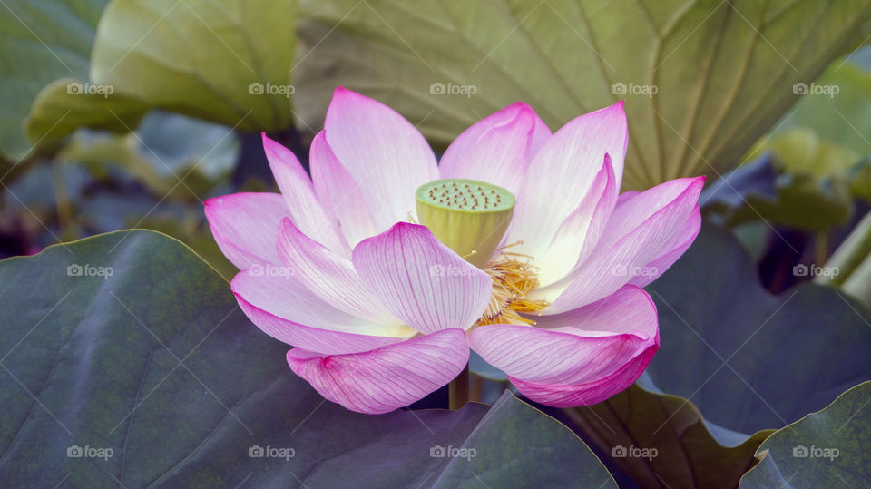 Pink lotus