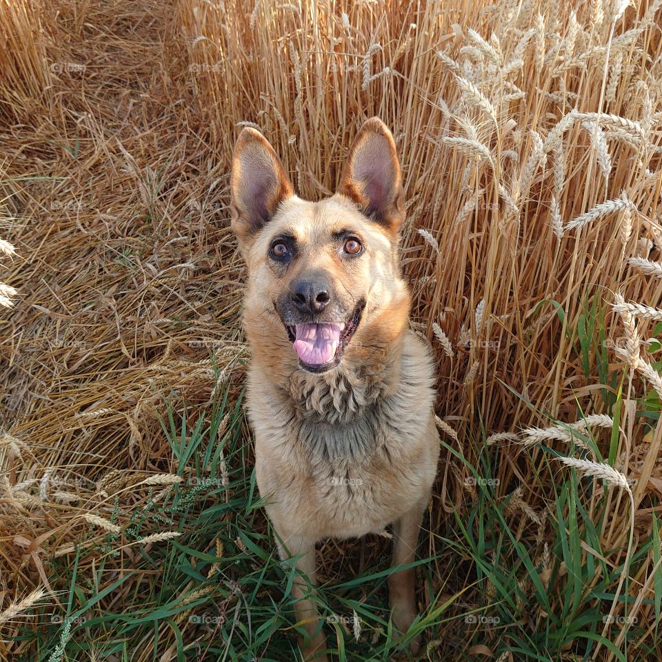 Man's most faithful friend is a dog. young animal model.