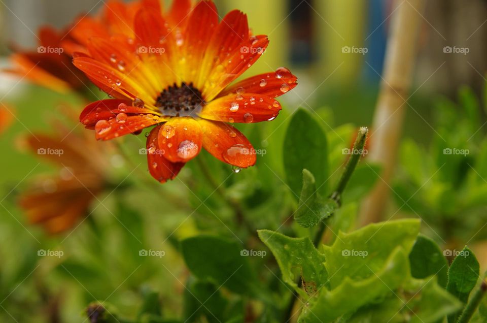 Red and yellow flower with water droplets on the petals 