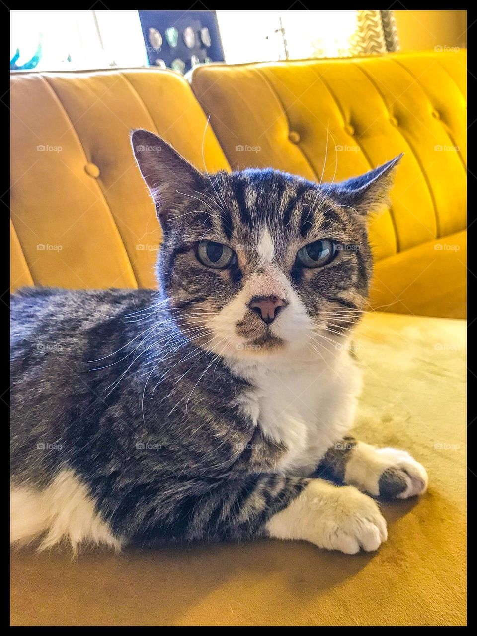 A household cat named Bella is looking straight at you.