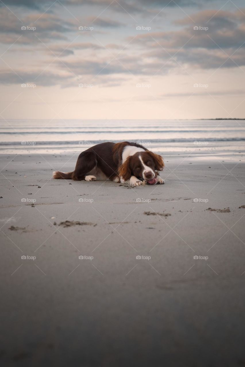 Portrait shot of beautiful brown white dog playing on the sandy beach