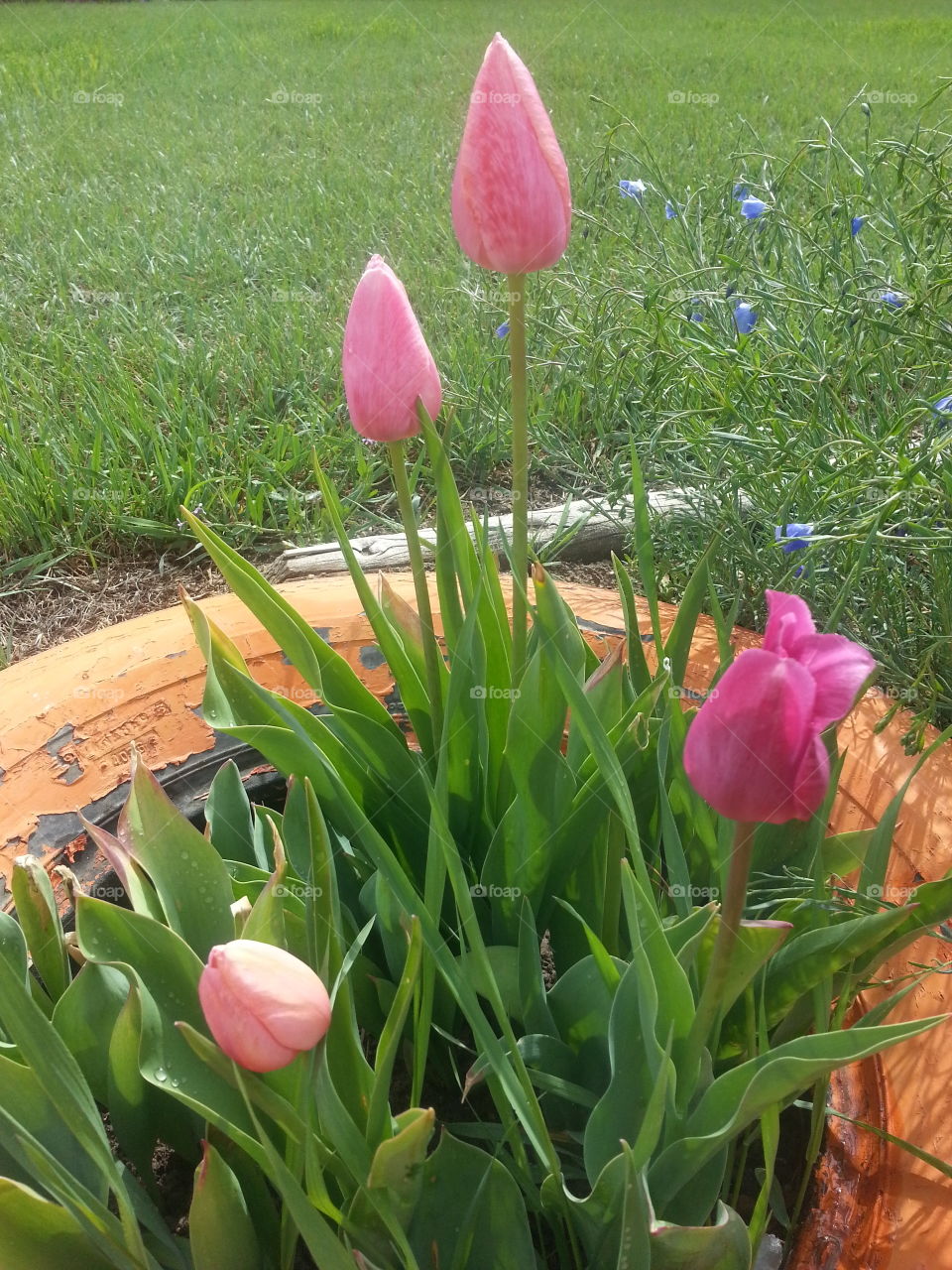 Pink Tulips. Pink Tulips bloom in the spring