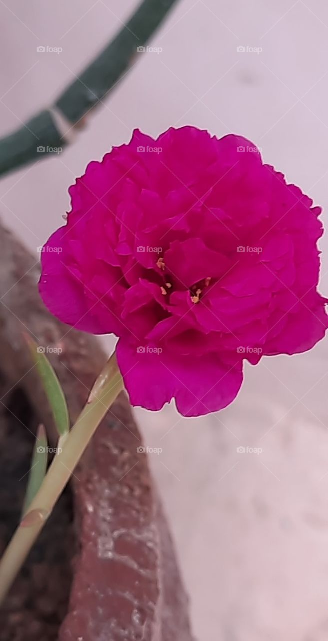 Beautiful pink table rose