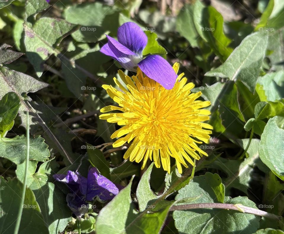 Complementary Nature 