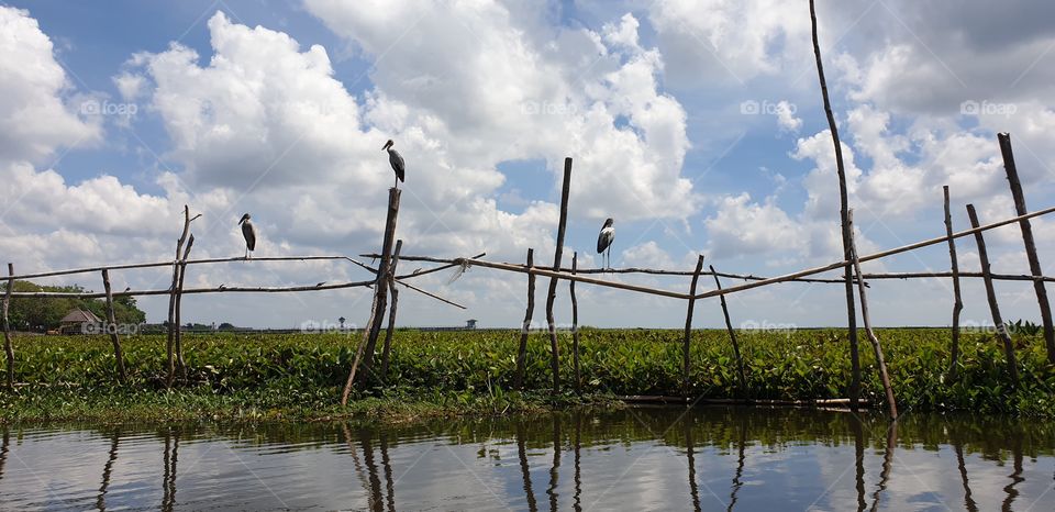 Egret At Thalay Noi Waterfowl Park In Phatthalung Thailand.