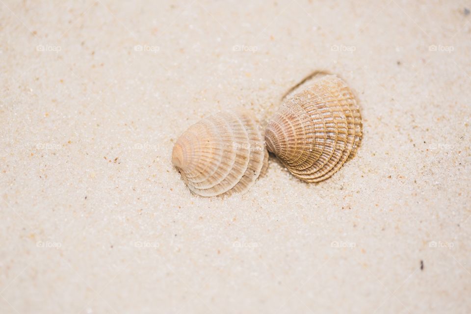 Shells