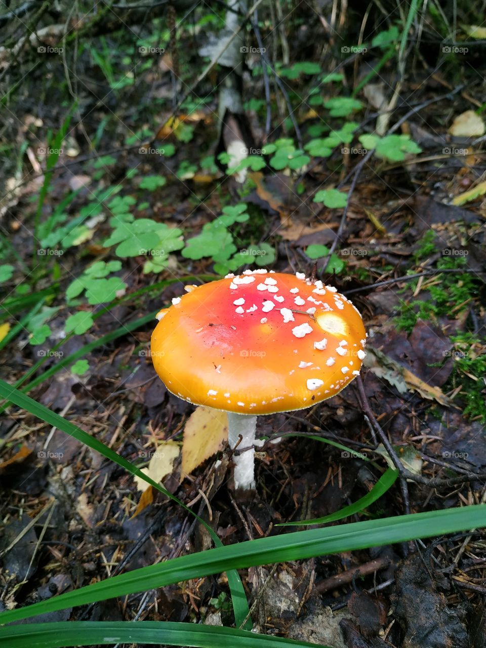 Fly-agaric