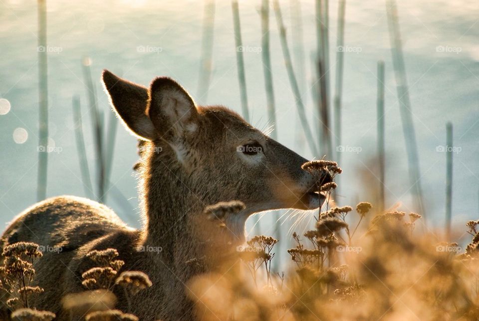 Deer portrait #2