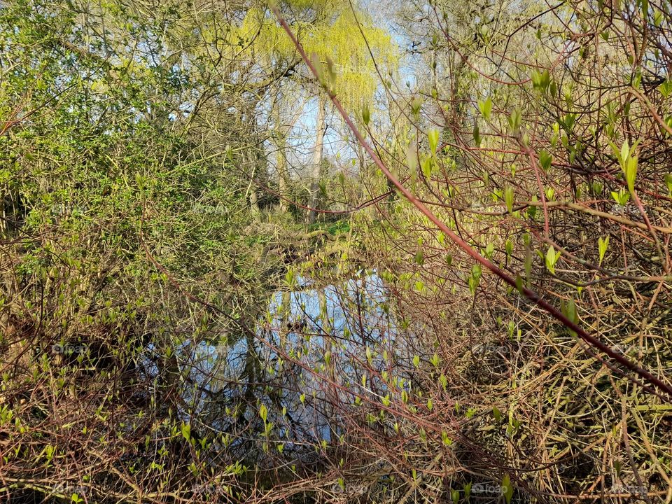 Nice little piece of swamp puddle