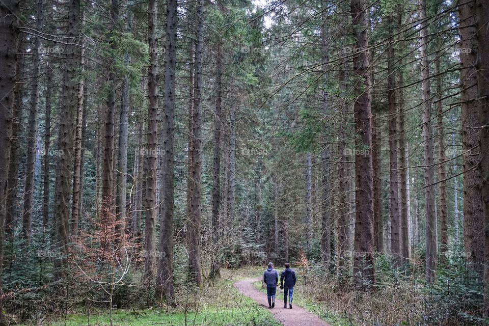 Walking in Hamsterley Forest 