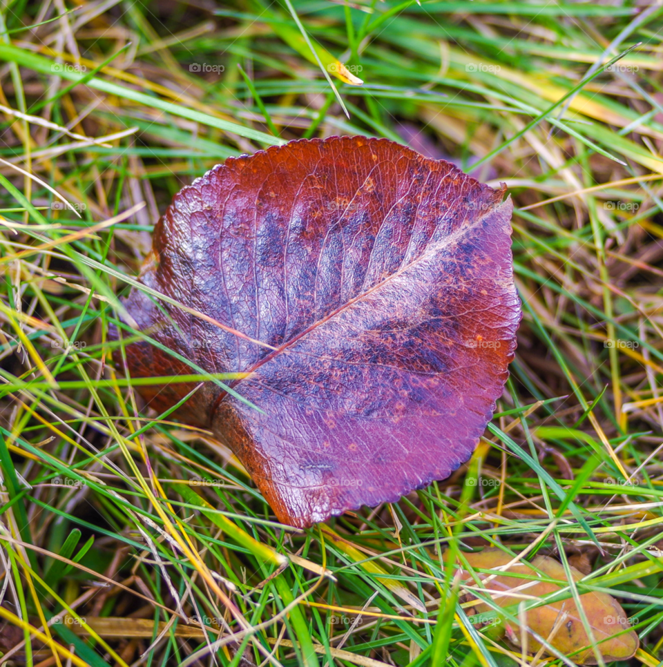 orange county ny grass leaf autumn by delvec