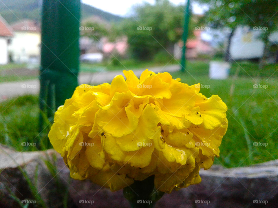This is one very interesting photo,at my opinion.This small yellow flower and its first perspective plan give us full feeling that we are relly there,this picture wouldnt be good if those two green pipes standin'here.