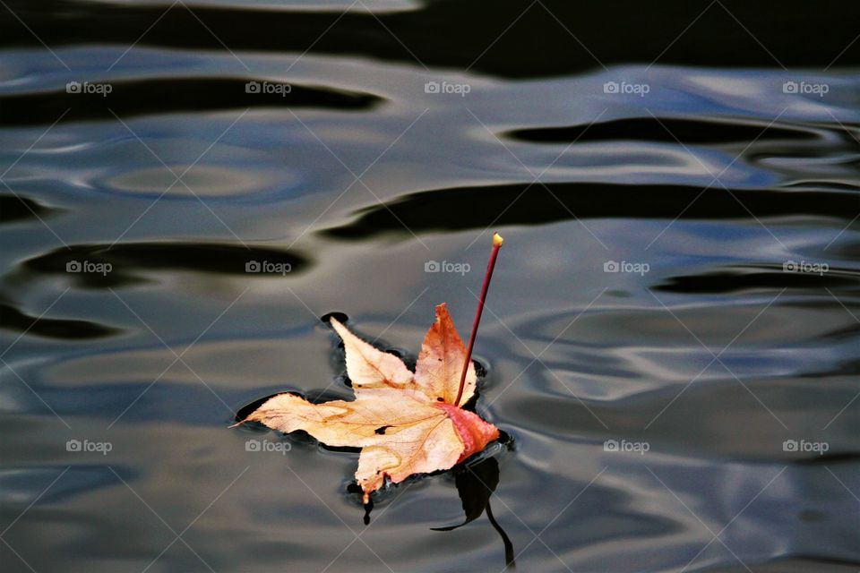 leaf floating on lake.