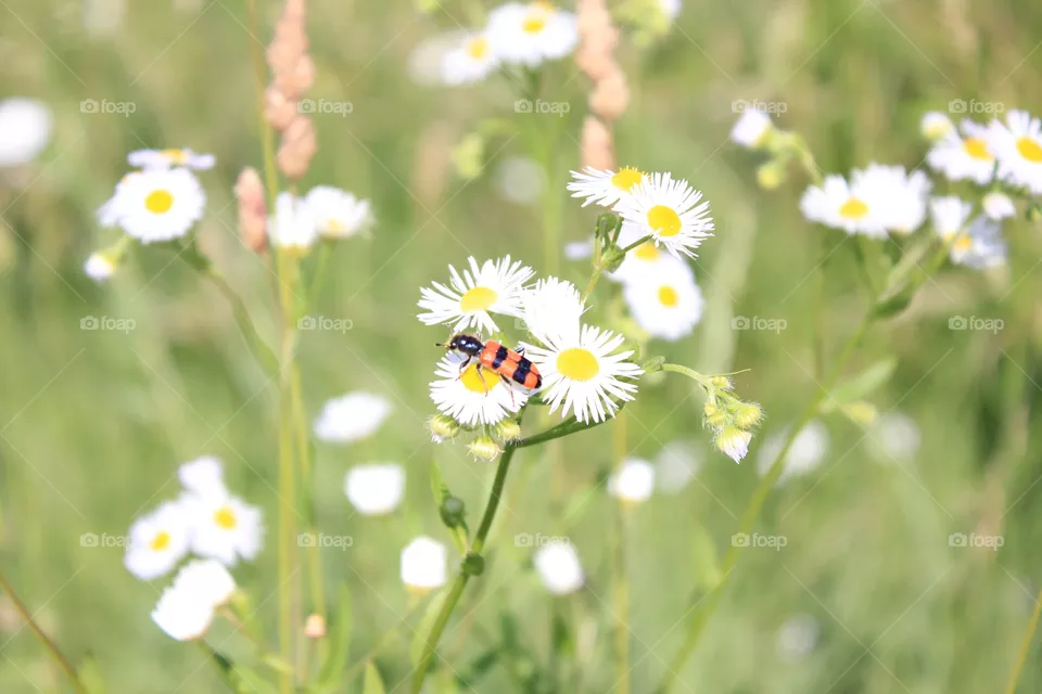 chamomile