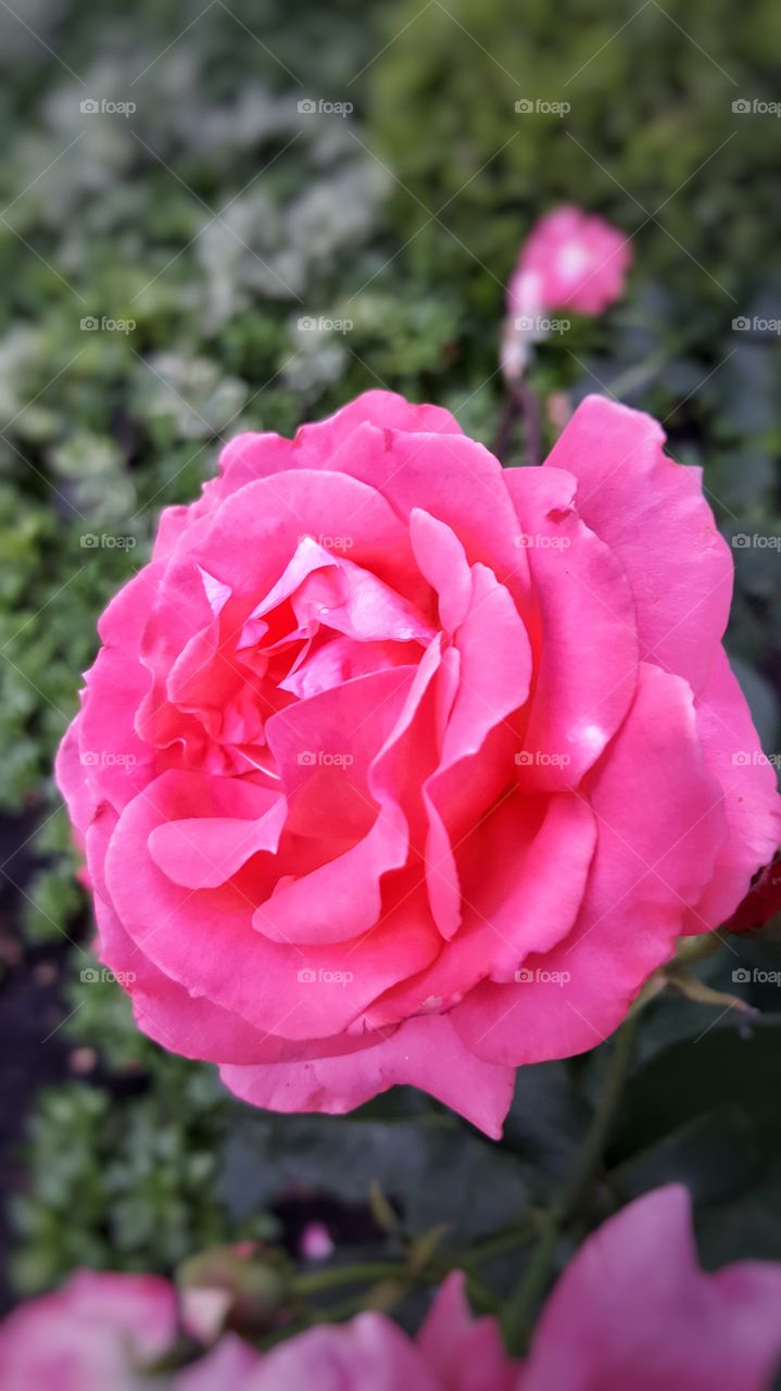 Roses Are Pink Too!