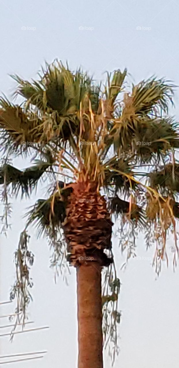 palm tree