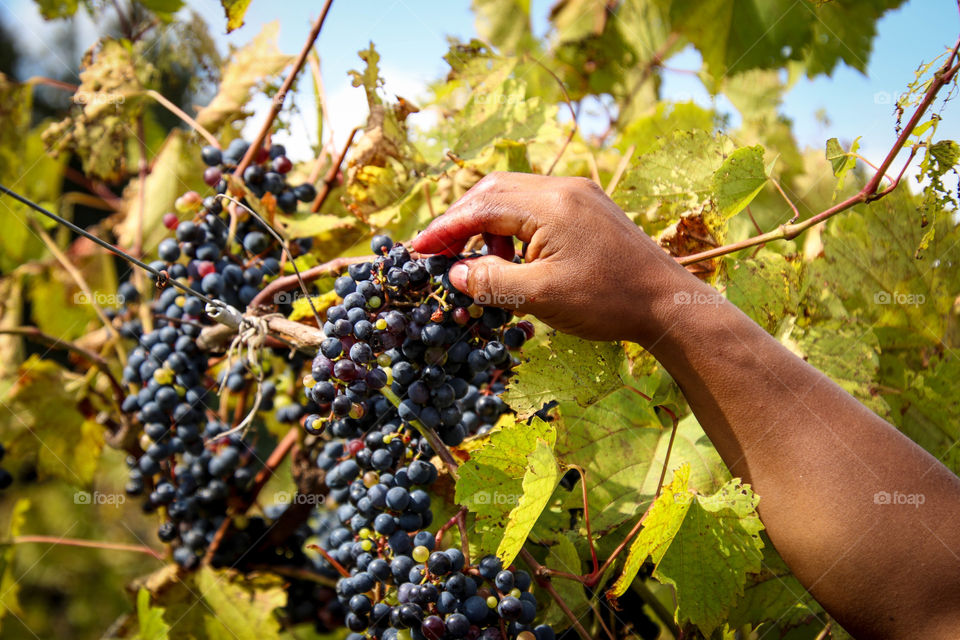 Man's hand picking up ripe grapes