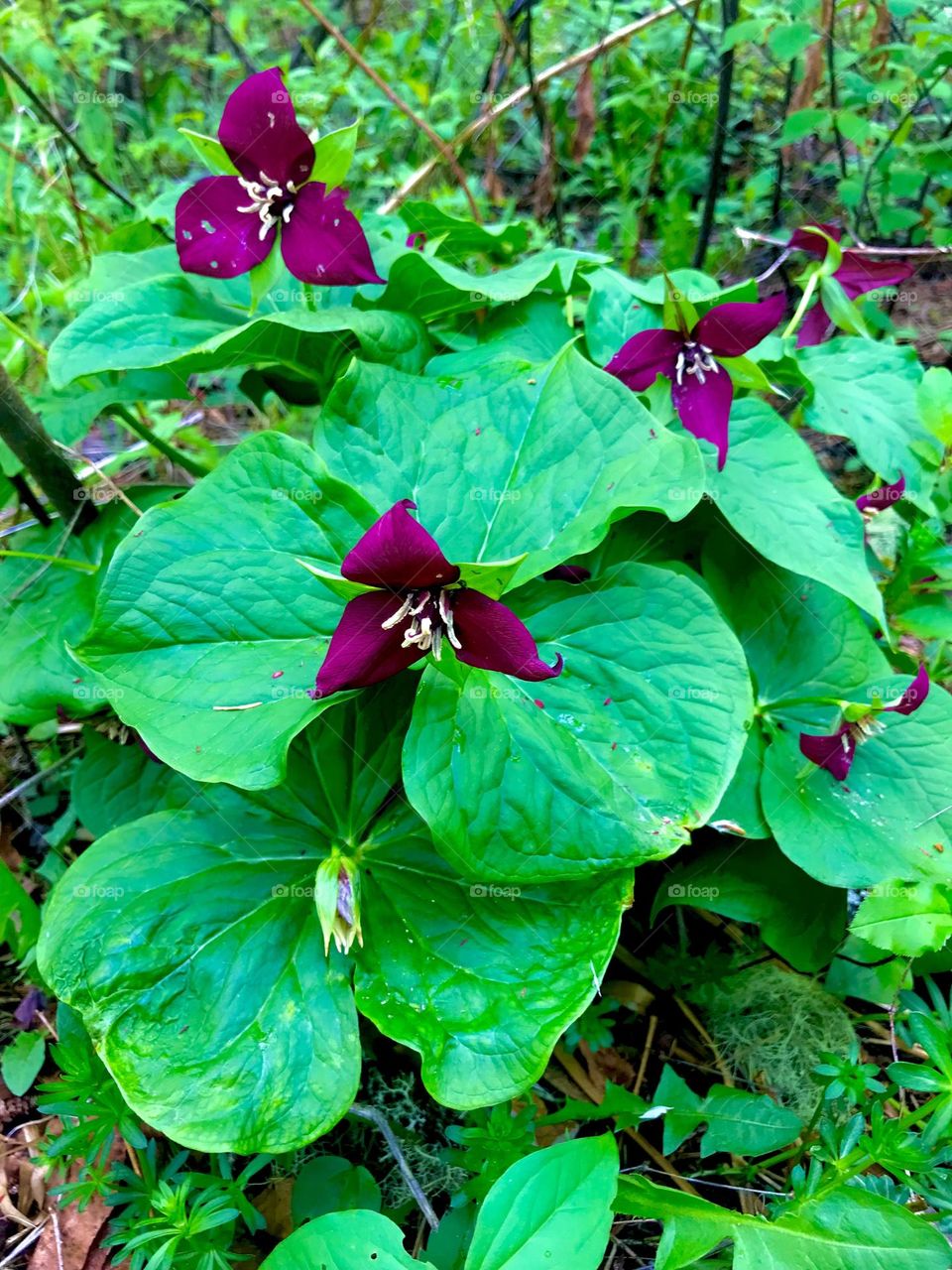 Red trillium cluster