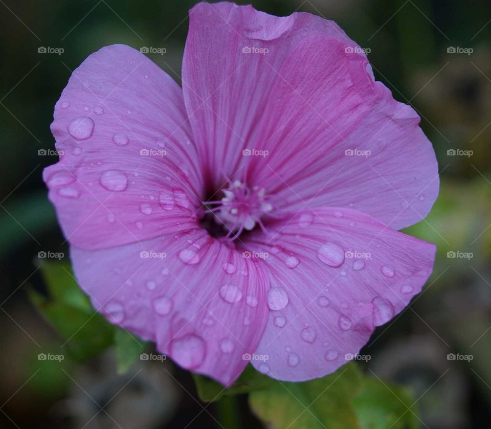 Raindrop Flower