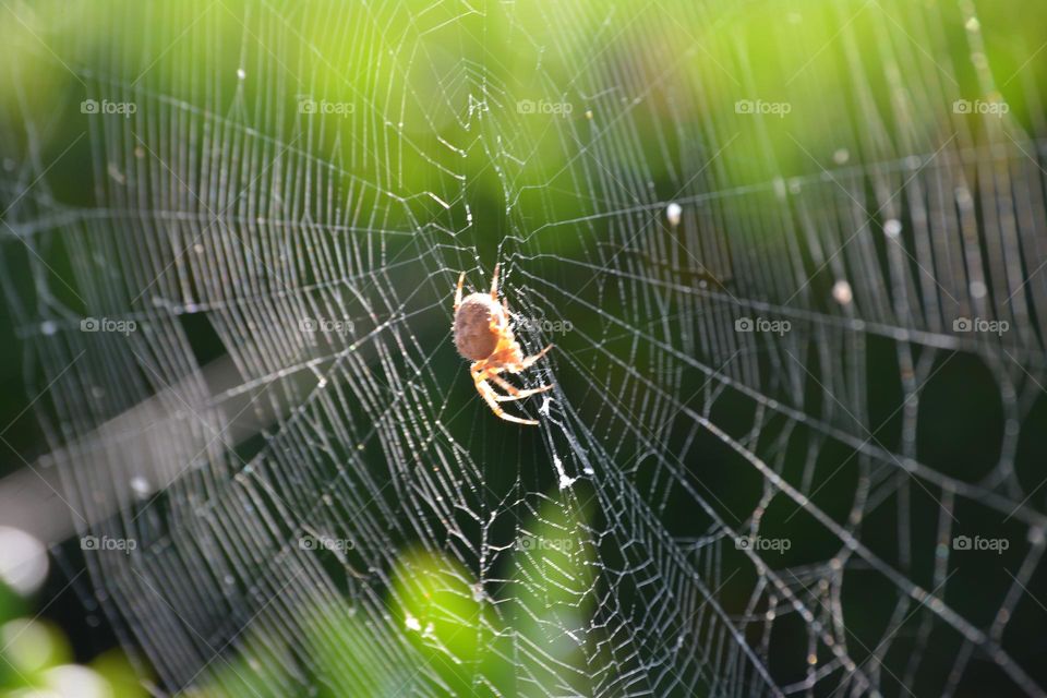 Spider working on his web