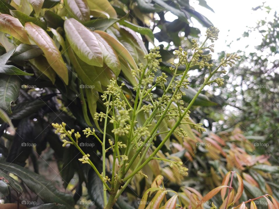 Mango moon in spring season