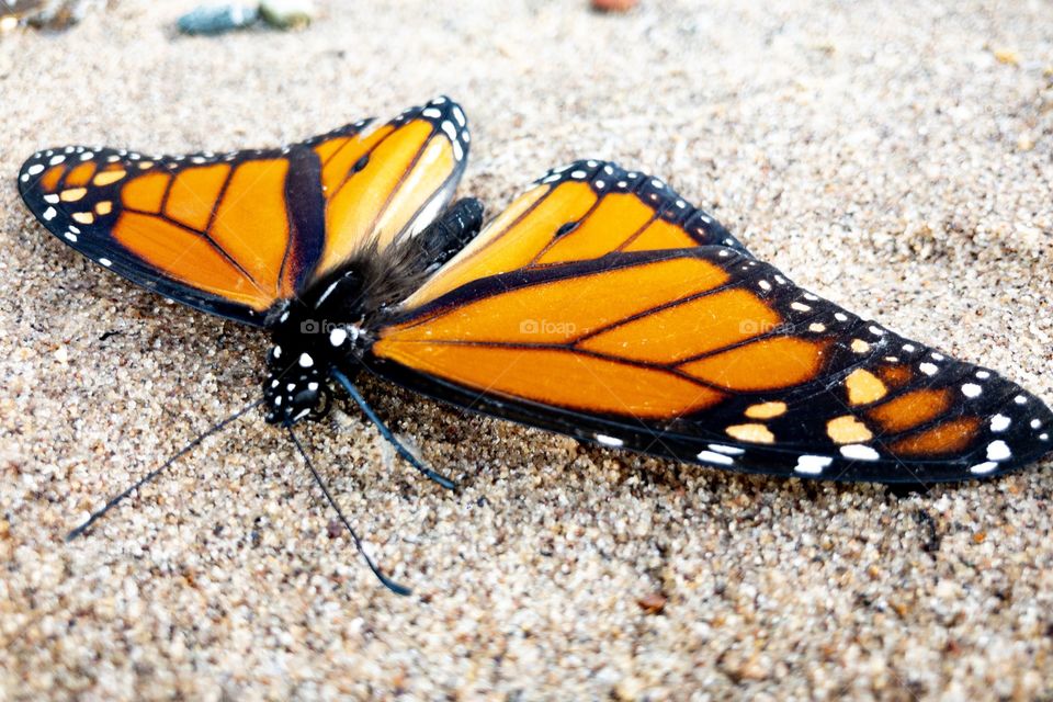 Landing butterfly 