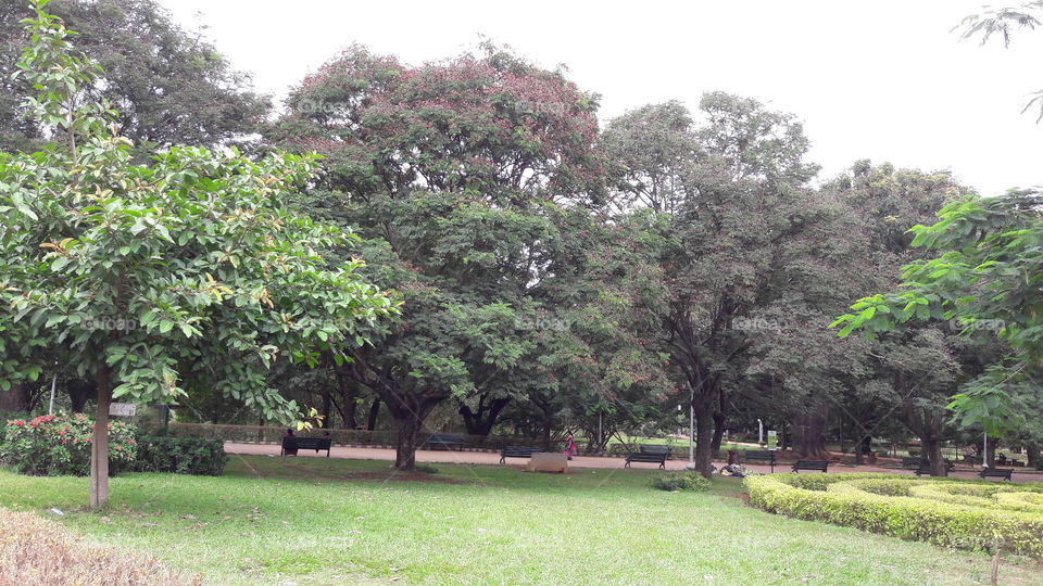 tree park