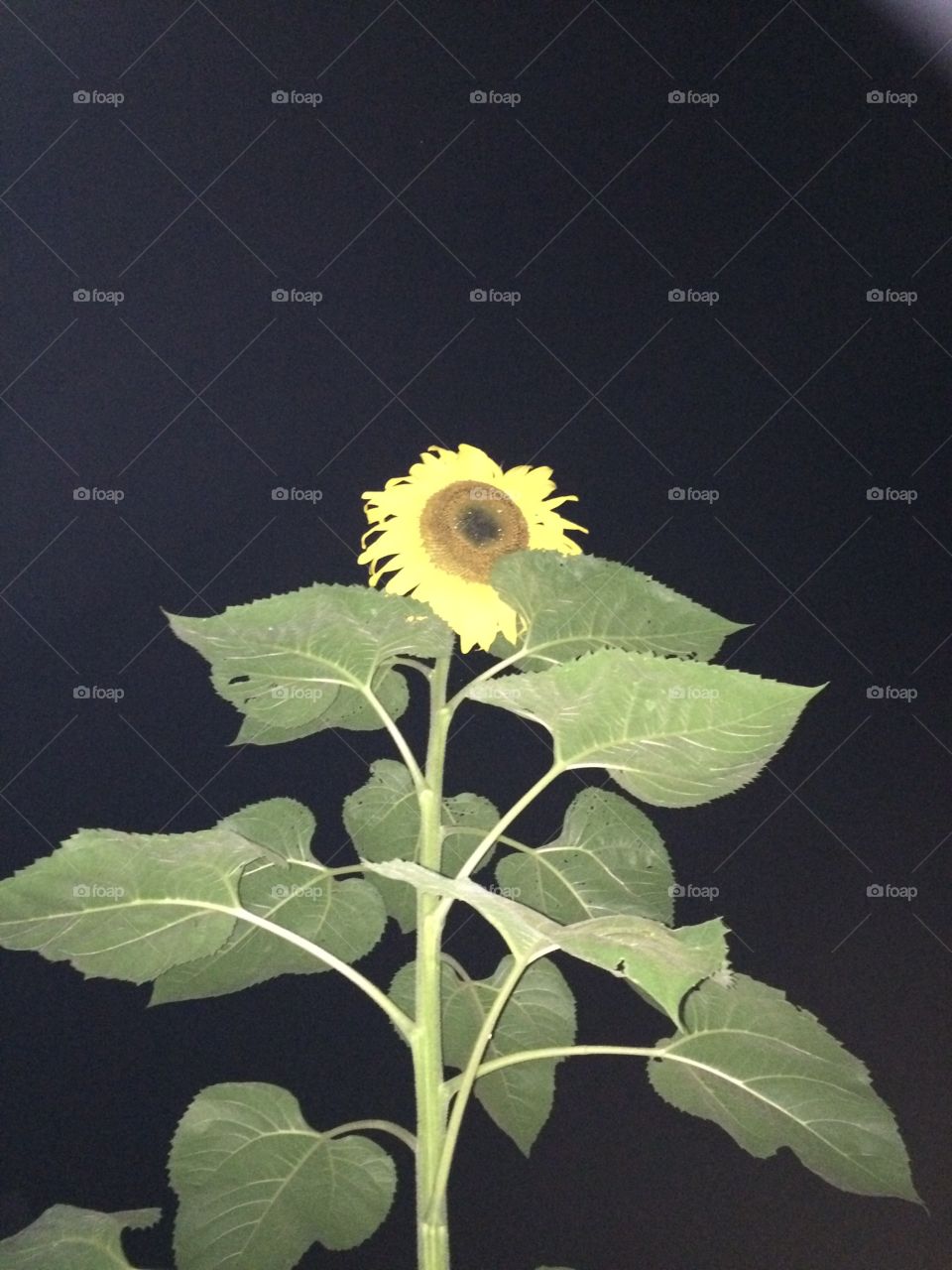 Sunflower at night . Huge flowers growing in Ohio in my backyard